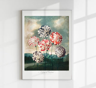 A Group of Carnations from The Temple of Flora – Fine Art Print | UV-beständig | Klassische Botanik