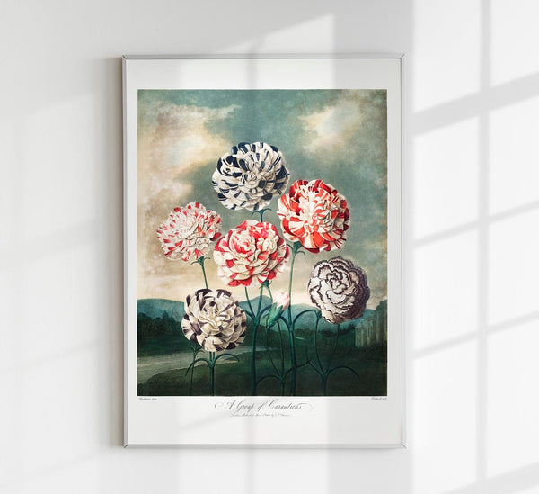A Group of Carnations from The Temple of Flora – Fine Art Print UV-resistant