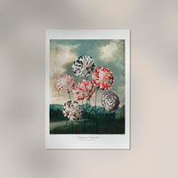 A Group of Carnations from The Temple of Flora – Fine Art Print UV-resistant — Ansicht 2