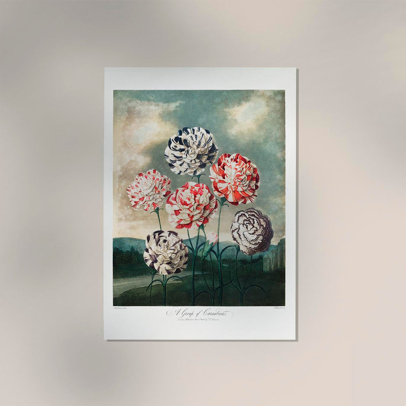 A Group of Carnations from The Temple of Flora – Fine Art Print UV-resistant — Ansicht 2