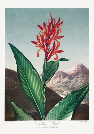 Indian Reed – The Temple of Flora Poster | Fine Art Print | Atelierdruck Berlin