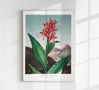 Indian Reed – The Temple of Flora Poster | Fine Art Print — Ansicht 1
