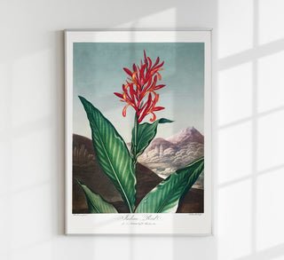 Indian Reed – The Temple of Flora Poster | Fine Art Print | Atelierdruck Berlin
