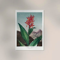 Indian Reed – The Temple of Flora Poster | Fine Art Print — Ansicht 2
