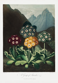 Auriculas from The Temple of Flora – Fine Art Print on Paper or Canvas — Ansicht 3