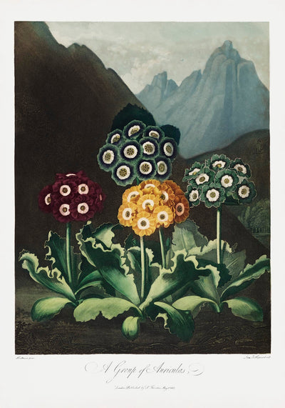 Auriculas from The Temple of Flora – Fine Art Print auf Papier oder Canvas
