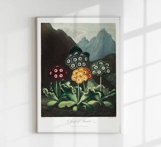 Auriculas from The Temple of Flora – Fine Art Paper | Canvas | UV‑archivfest