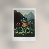 Auriculas from The Temple of Flora – Fine Art Print on Paper or Canvas — Ansicht 2