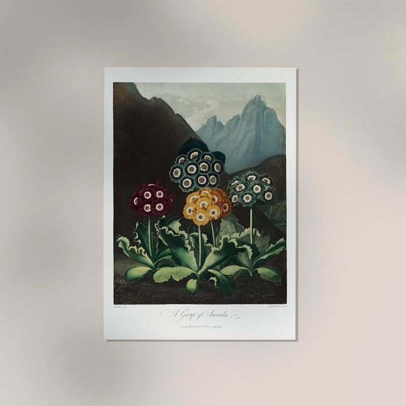 Auriculas from The Temple of Flora – Fine Art Print on Paper or Canvas — Ansicht 2