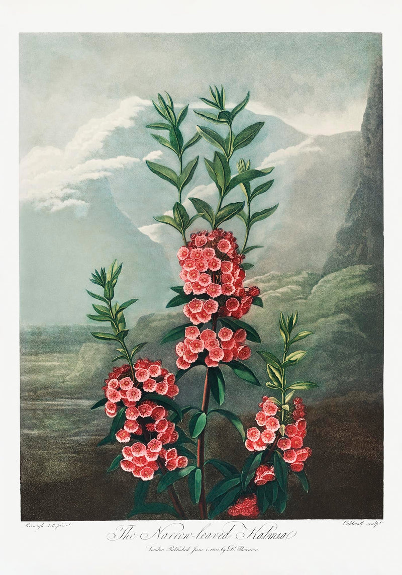 Kalmia Plant from The Temple of Flora – Fine Art Print UV-beständig — Ansicht 3