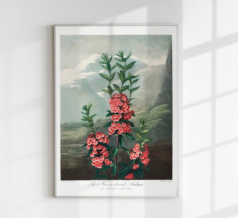 Kalmia Plant from The Temple of Flora – Fine Art Print UV-beständig — Patroa Studio