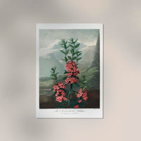 Kalmia Plant from The Temple of Flora – Fine Art Print UV-beständig — Ansicht 2