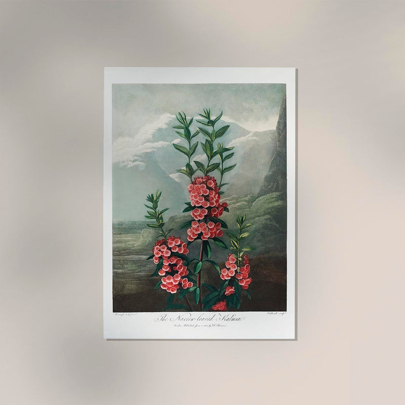 Kalmia Plant from The Temple of Flora – Fine Art Print UV-beständig — Ansicht 2