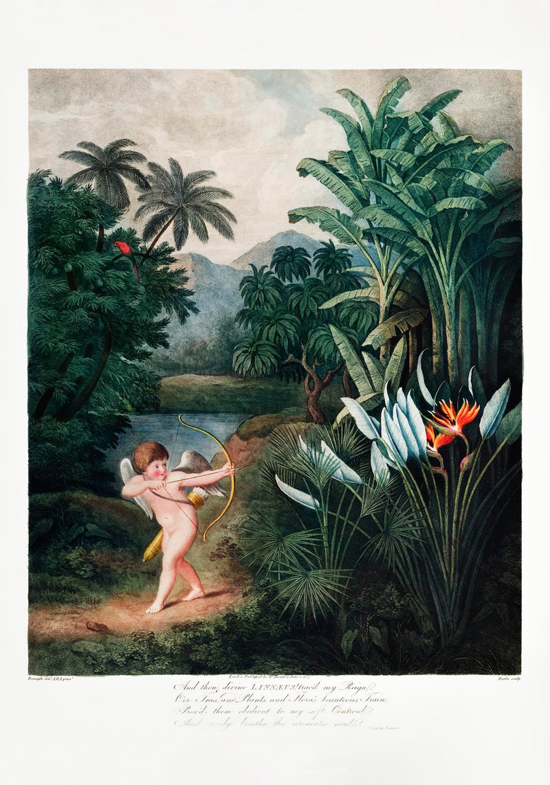 Cupid from Temple of Flora Fine Art Print – UV-resistant, Classical Allegory — Ansicht 3