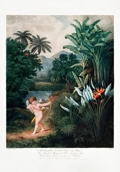 Cupid from Temple of Flora Fine Art Print – UV-beständig, Klassische Allegorie