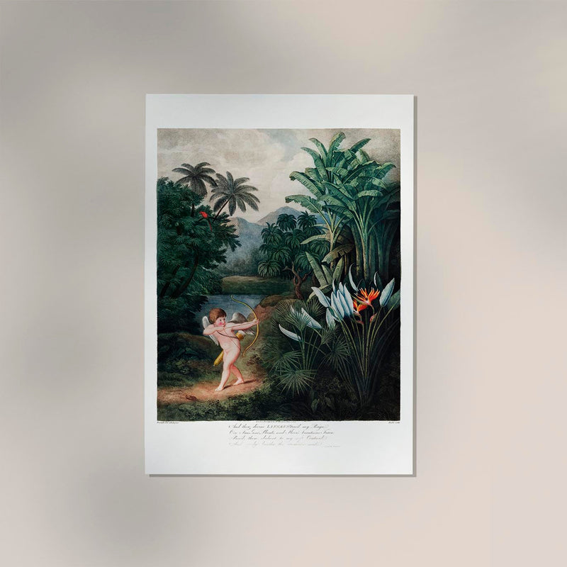 Cupid from Temple of Flora Fine Art Print – UV-resistant, Classical Allegory — Ansicht 2