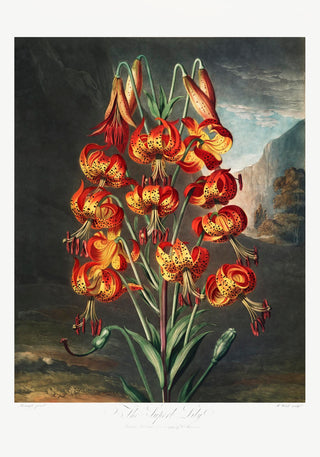 The Superb Lily from The Temple of Flora – Fine Art Print | UV-beständig | Klassische Botanik