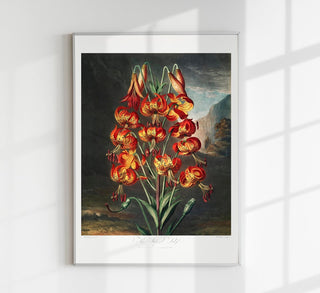 The Superb Lily from The Temple of Flora – Fine Art Print | UV-beständig | Klassische Botanik