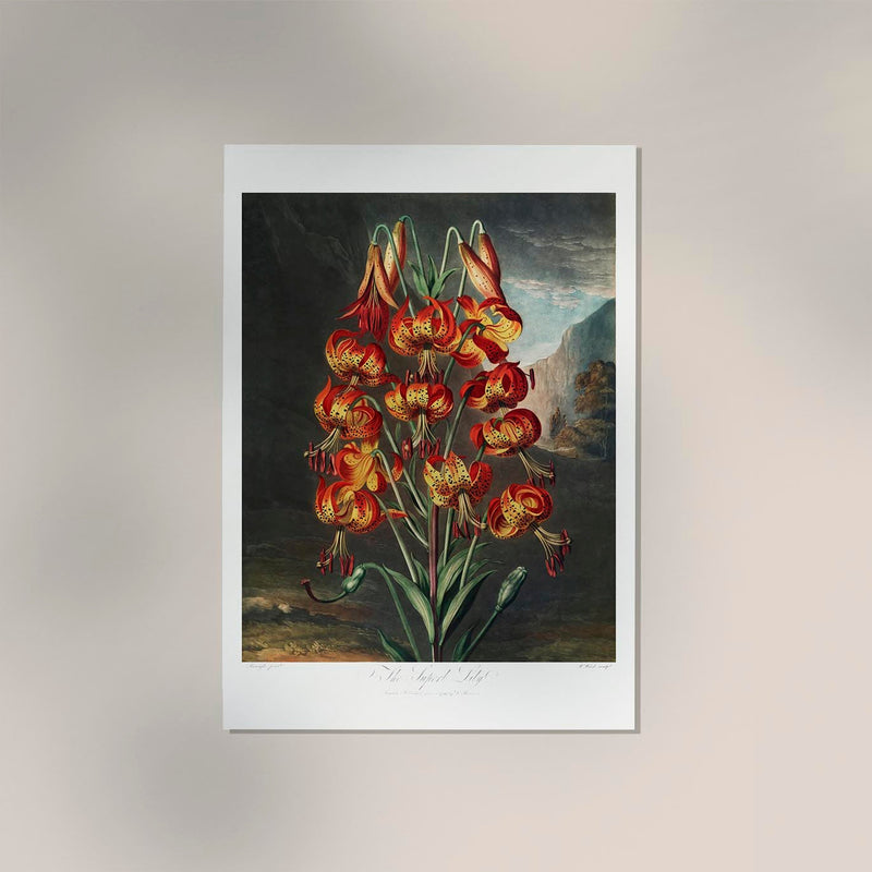 The Superb Lily – Botanischer Fine Art Print UV-beständig | Patroa Studio — Ansicht 2