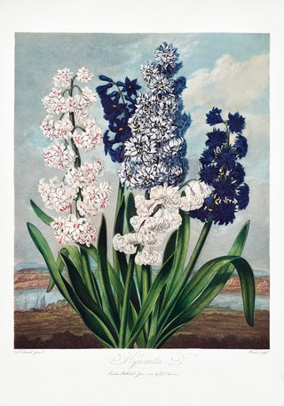 Hyacinths from Temple of Flora – Fine Art Print | UV-beständig | Klassische Botanik
