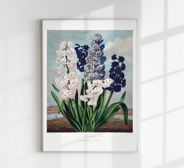 Hyacinths from Temple of Flora – Fine Art Print UV-beständig | Klassische Botanik