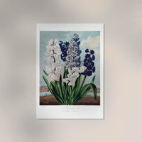Hyacinths from Temple of Flora – Fine Art Print UV-beständig | Klassische Botanik — Ansicht 2