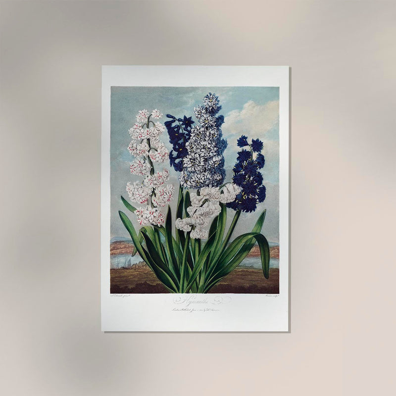 Hyacinths from Temple of Flora – Fine Art Print UV-beständig | Klassische Botanik — Ansicht 2