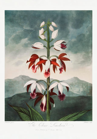 Chinese Limodoron from Temple of Flora – Botanical | Fine Art | Canvas