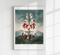 Chinese Limodoron from Temple of Flora – Botanischer Kunstdruck Fine Art — Ansicht 1