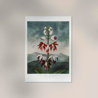 Chinese Limodoron from Temple of Flora – Botanischer Kunstdruck Fine Art — Ansicht 2