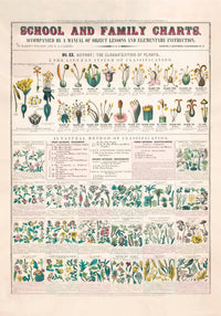 School and Family Chart Flowers – Fine Art Print | Vintage Educational Chart | UV-resistant — Ansicht 3