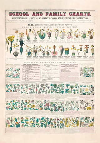 School and Family Chart Flowers – Fine Art Print | Vintage Lehrtafel | UV-beständig