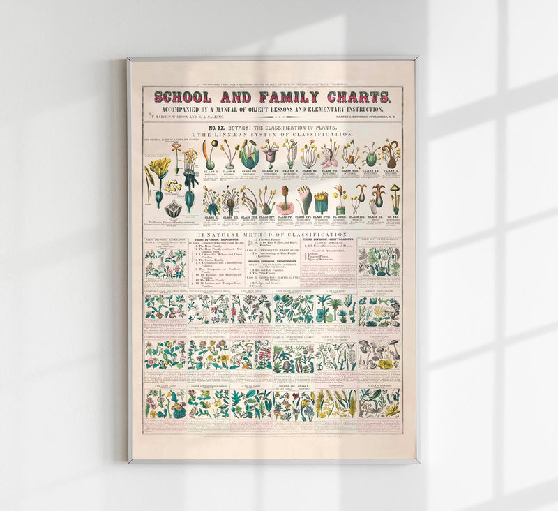 School and Family Chart Flowers – Fine Art Print | Vintage Educational Chart | UV-resistant — Patroa Studio