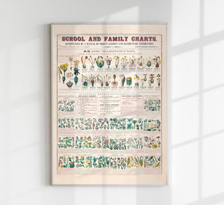 School and Family Chart Flowers – Fine Art Print | Vintage Lehrtafel | UV-beständig