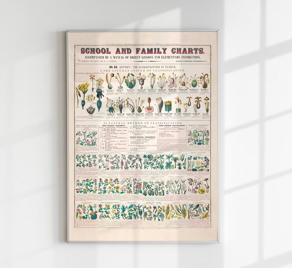 School and Family Chart Flowers – Fine Art Print | Vintage Lehrtafel | UV-beständig