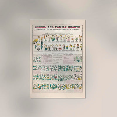 School and Family Chart Flowers – Fine Art Print | Vintage Lehrtafel | UV-beständig