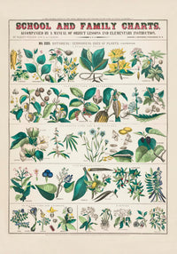 School and Family Chart Plants – Fine Art Print UV-beständig | Patroa Studio — Ansicht 3