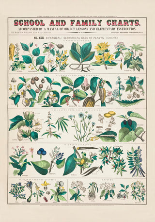 School and Family Chart Plants – Fine Art Print | UV-beständig | Historische Botanik