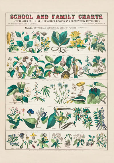 School and Family Chart Plants – Fine Art Print UV-beständig | Patroa Studio