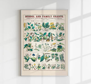 School and Family Chart Plants – Fine Art Print | UV-beständig | Historische Botanik