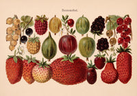 Fruit Berries Chart – Fine Art Print UV-beständig | Patroa Studio — Ansicht 3