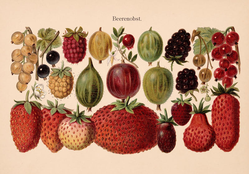 Fruit Berries Chart – Fine Art Print UV-beständig | Patroa Studio — Ansicht 3