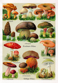 Vintage German Mushroom Chart – Fine Art Print UV-resistent, Made in Berlin — Ansicht 3
