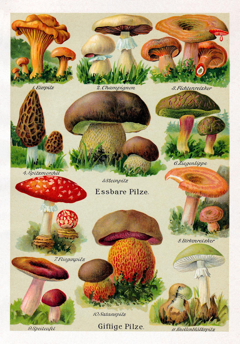 Vintage German Mushroom Chart – Fine Art Print UV-resistent, Made in Berlin — Ansicht 3