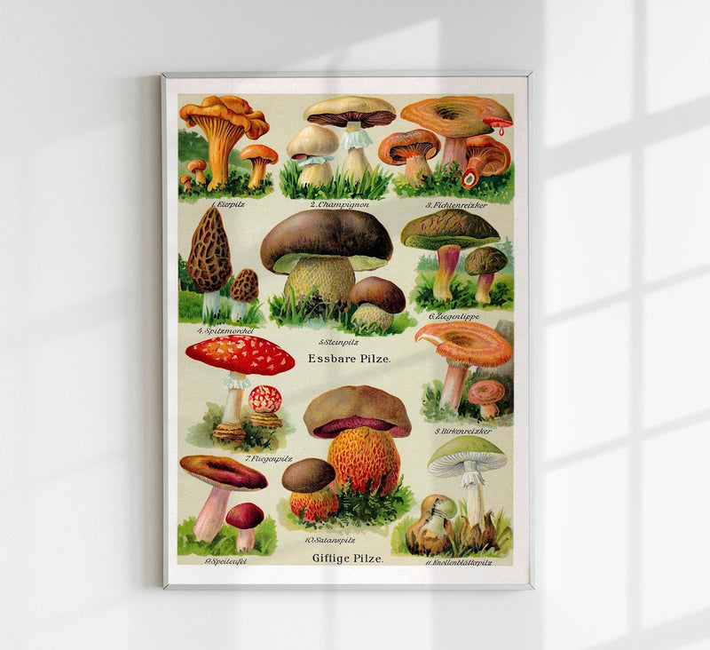 Vintage German Mushroom Chart – Fine Art Print UV-resistent, Made in Berlin — Patroa Studio