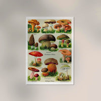Vintage German Mushroom Chart – Fine Art Print UV-resistent, Made in Berlin — Ansicht 2