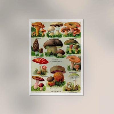 Vintage German Mushroom Chart – Fine Art Print UV-resistant, Made in Berlin