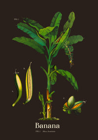 Banana Botanical Poster – Fine Art Print Vintage Botanical UV Print — Ansicht 3