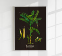 Banana Botanical Poster – Fine Art Print Vintage Botanical UV Print — Ansicht 1