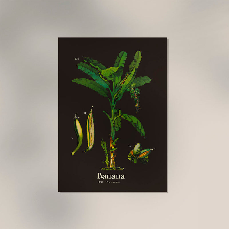 Banana Botanical Poster – Fine Art Print Vintage Botanical UV Print — Ansicht 2